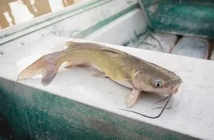 Cat Fish