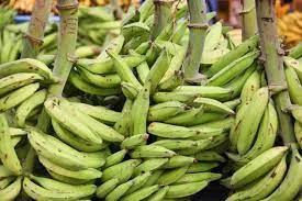 Green Plaintain Bundle