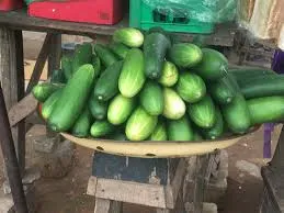 Cucumber