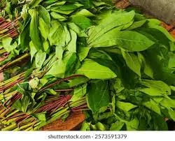 Casasva Leaf