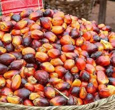 Palm Nuts
