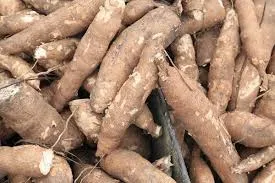 Cassava