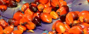 Palm Nut