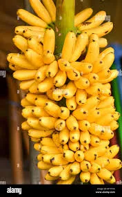 Yellow Banana Bunch
