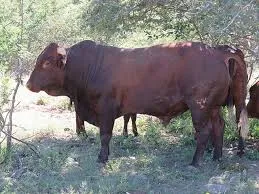 Bonsmara
