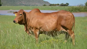 Bohran