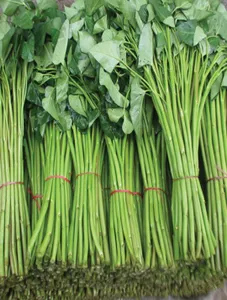 Water Spinach/Kangkong