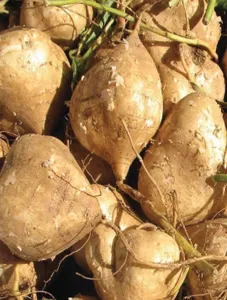 Turnip/Singkamas
