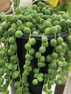 String of Pearls