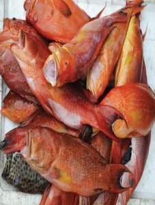 Grouper (Lapu-lapu/pugapo)