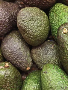 Avocado