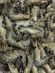 Tiger Prawn (Sugpo/padaw)