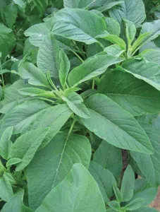 Chinese Spinach/Kulites