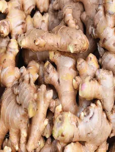 Ginger/Luy-a