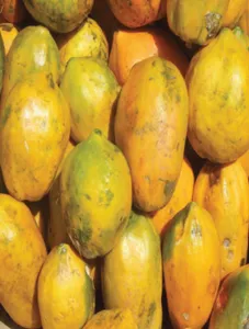 Ripe Papaya