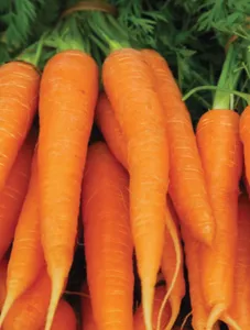 Carrots