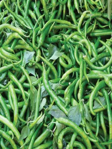 Thai Chili/Kulikot