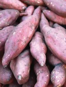 Sweet Potato