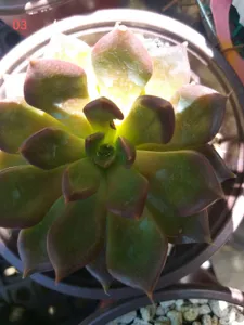 Black Prince