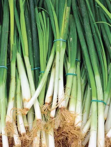 Spring Onion/Sibuyas Dahon
