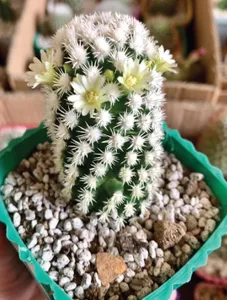 Grafted Snowcap