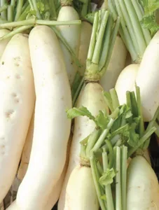 Radish