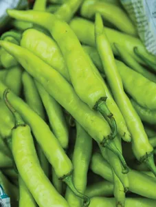 Dynamite Chili