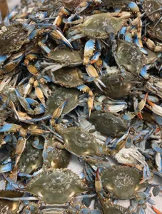 Crabs (Shellfish)