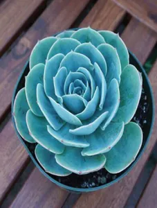 Blue Rose