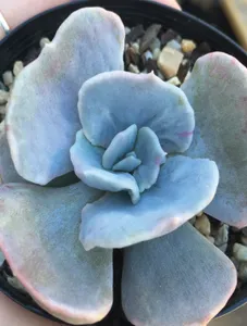 Lilacina Monstrose