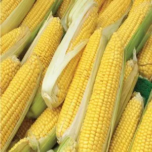 Sweet Corn