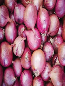 Onion