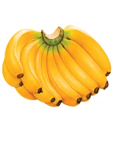 Banana (Lakatan)