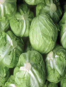 Cabbage/Repolyo