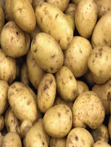 Potato