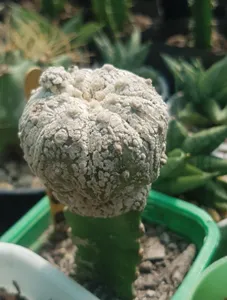 Grafted Super Kabuto