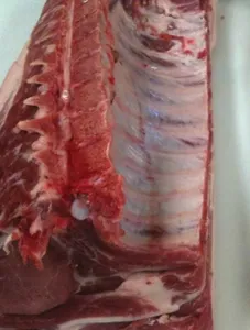 Ordinary Cut Ribs