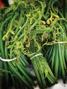 Fiddlehead/Pako