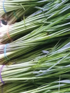 Lemongrass/Tanglad