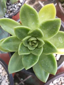 Echeveria Nevada