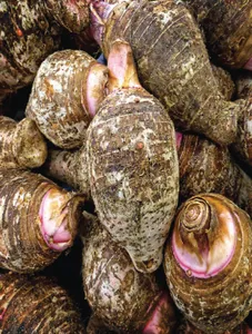 Taro/Gabi