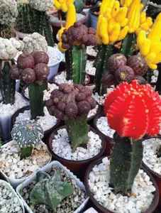 Cactus