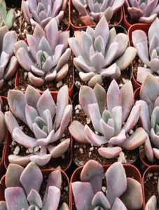 Echeveria Debbie