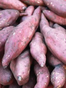 Sweet Potato/Kamote