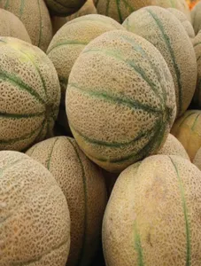 Musk Melon