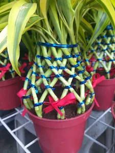 Lucky Fortune basket