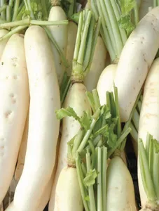 Radish