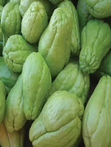 Chayote/Sayote