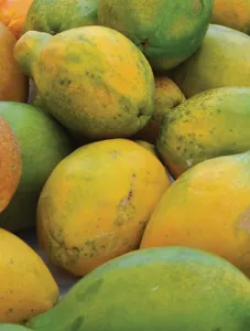 Papaya