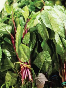 Alogbate/Malabar Spinach